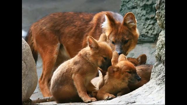 про животных: рыжий волк смотреть онлайн