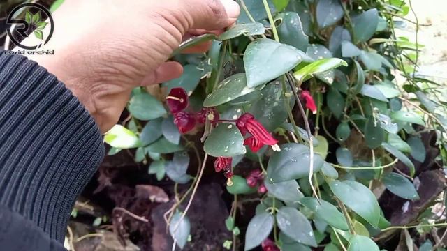 Habitat Asli Tanaman Hias Gantung||aeschynanthus tricolor смотреть онлайн