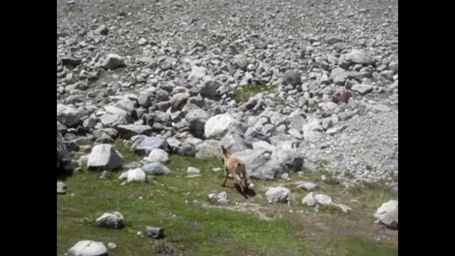 Кавказские туры/ горные козлы / Безенги / The Animals смотреть онлайн