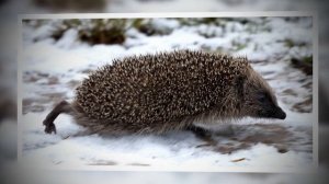 Занятие 16.  Почему зимой ежа не встретишь. mp4