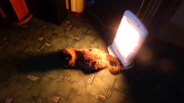 Уже март ,а коты не гуляют?.A cat warms up смотреть онлайн