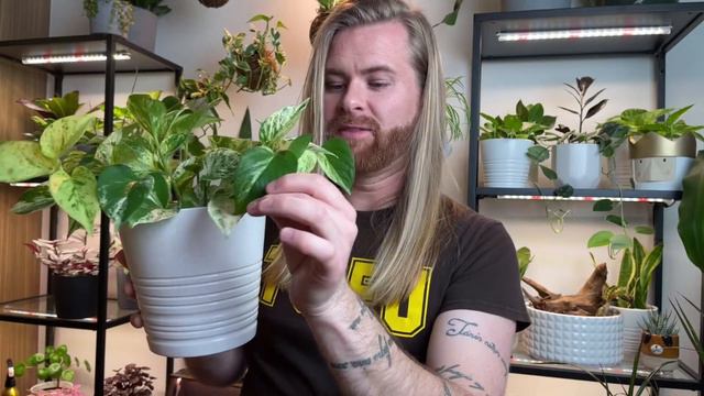 EASY GOING HOUSEPLANTS | 10 of My favourite Houseplants смотреть онлайн