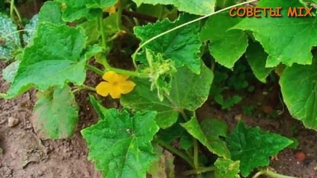 Народные средства, чтобы защитить огурцы от болезней и вредителей без химии смотреть онлайн