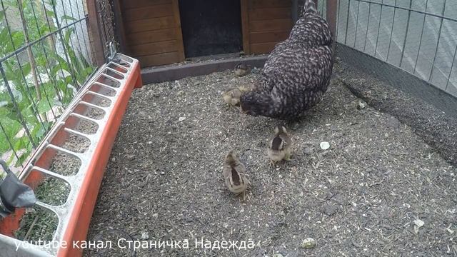 Какие звуки издаёт квочка ?