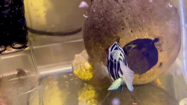 Новорожденные мальки сапфирового попугайчика панда смотреть онлайн