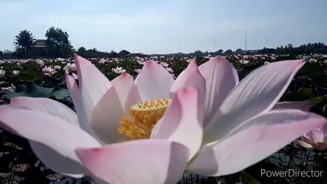 LOTUS.. L - LORD of T - Thy U- Unending S- Sweetness//Part II смотреть онлайн