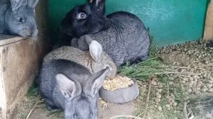 Зерносмесь для кроликов. Крольчатам фландр один месяц. Кролики бельгийские великаны.
