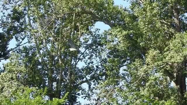 Вопли цапли смотреть онлайн