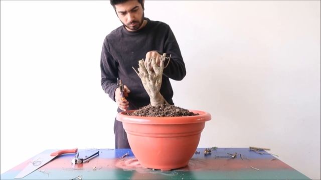 Cutting Ficus Into Bonsai смотреть онлайн