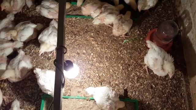 Инкубация яйца бройлера породы РОСС-308. смотреть онлайн