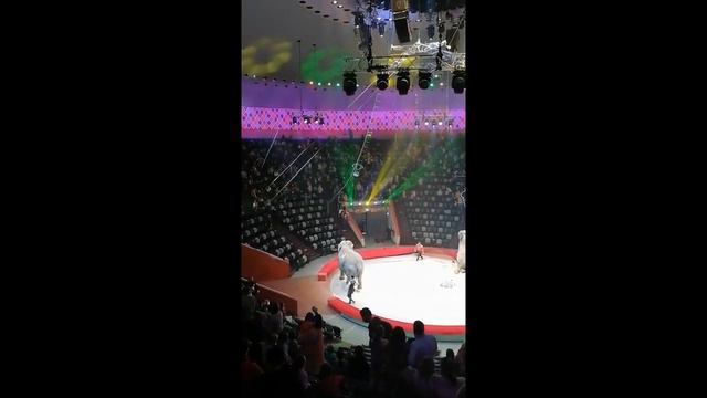 В Казанском цирке один слон напал на другого/// смотреть онлайн