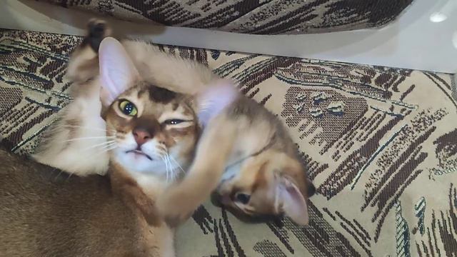 абиссинская кошка - лучшая мама на свете