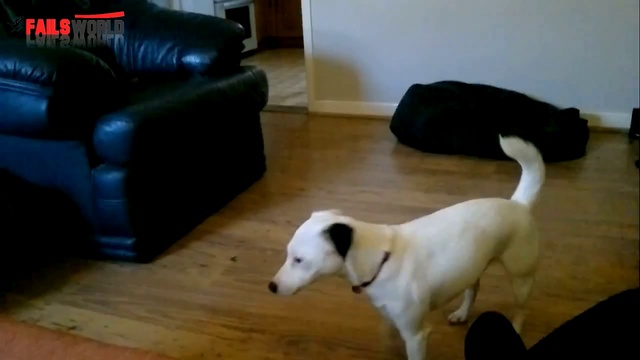 Пес не справился с управлением смотреть онлайн