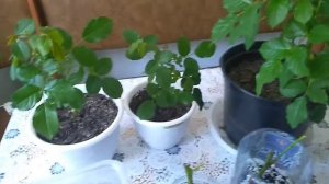 Как черенковать розы зимой