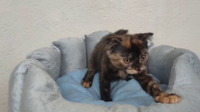 Сфинксы раздаются, надо кому? смотреть онлайн