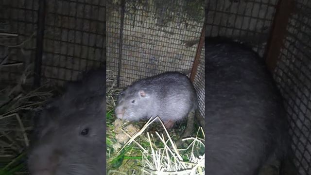 Роды нутрии. Родили первого нутренка смотреть онлайн