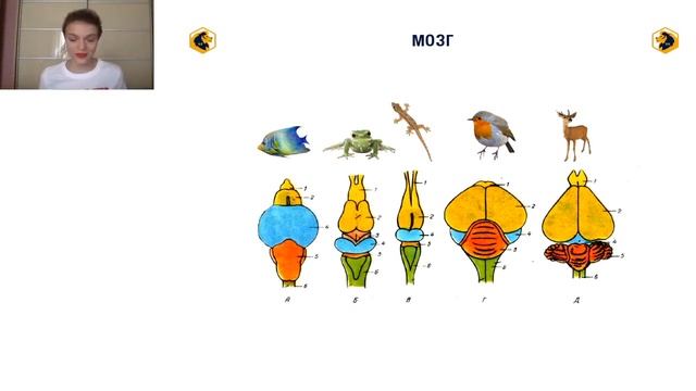 Эволюция систем органов хордовых животных смотреть онлайн