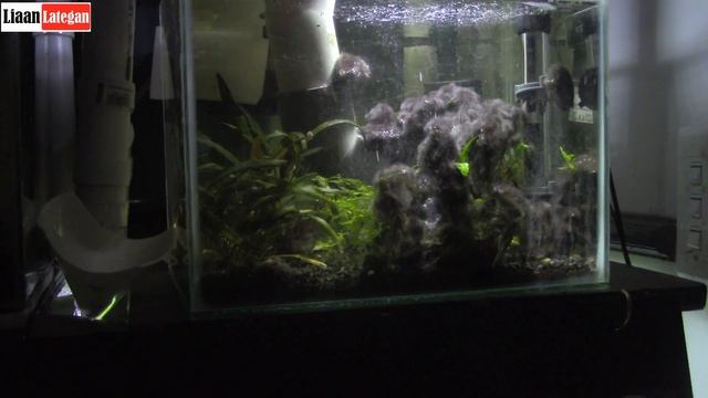 How to Bubble Blackbeard Algae away смотреть онлайн