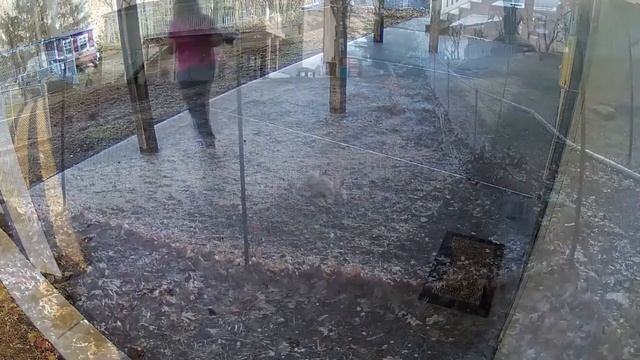 Лесная интеллектуалка - все о лисе и ее повадках! смотреть онлайн