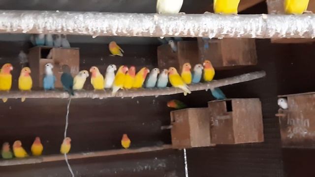 Желтые попугаи неразлучники. смотреть онлайн