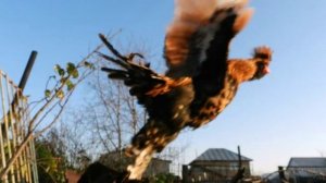 "Танец Петушка" Флорес Хосе Асунсьон