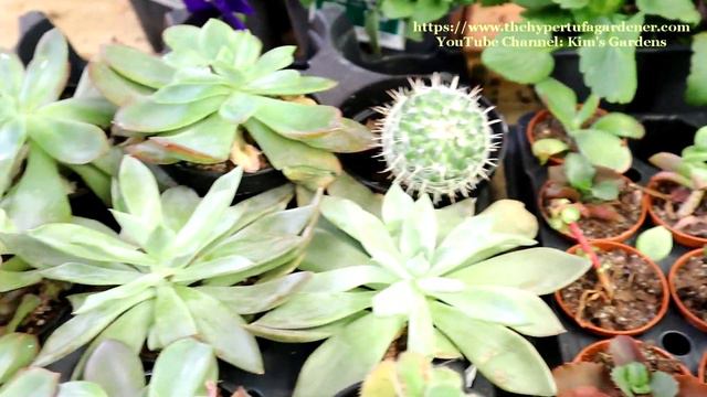 Houseplant Shopping In The Big Box Stores - Not Too Much Available In Succulents - Keep Hunting!
