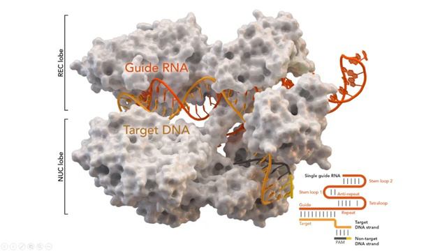 CRISPR - принципы работы. Теоретическое заседание СНК по биоинформатике