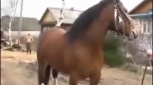 цыганские лошади 1990