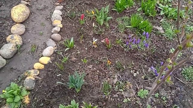 Подарочный гиацинт высаживаю на клумбу, цветут крокусы?