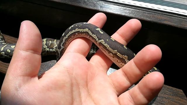 Python Anchietae male, CB2017 смотреть онлайн