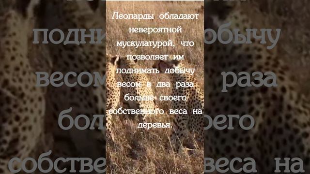 Факт о леопардах.