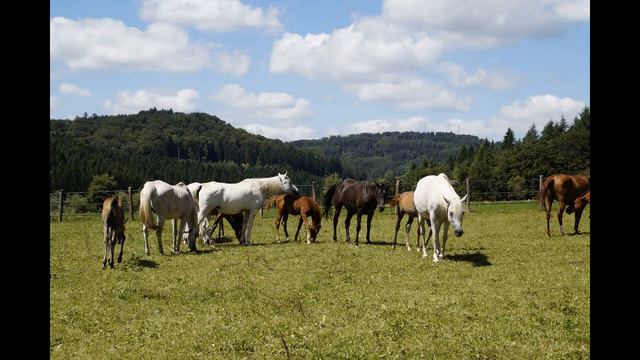 Çin'li Bilge Lao Tzuo'nun Ünlü Hikayesi смотреть онлайн