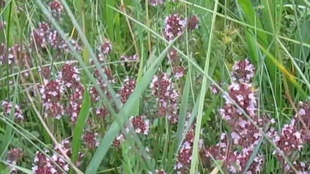 Чабрец цветет смотреть онлайн