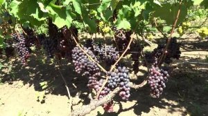 к ш Фейз сидлисс  на 15 08 2019г виноградник Король В.Н.