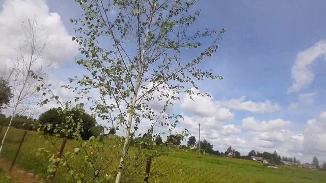 Почему березы НЕ РАСТУТ!? смотреть онлайн