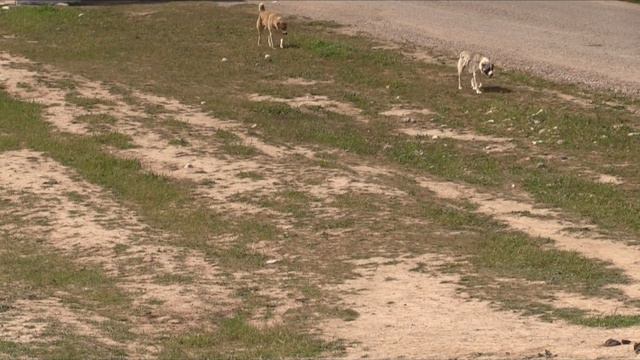 Tajik sagi dahmarda real working dogs. смотреть онлайн