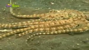 Развивающее видео для детей от года - Обитатели моря