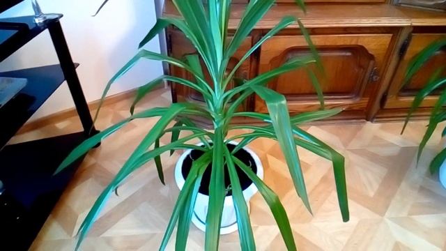 Юкка выросла до потолка.Что делать дальше?(ЧАСТЬ-1) смотреть онлайн