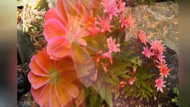 ЛЕВИЗИЯ (LEWISIA) сем. Портулаковые смотреть онлайн