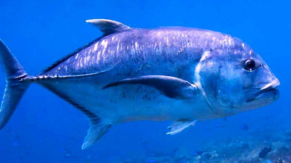 Подводная охота на крупного каранкса (1 серия). смотреть онлайн