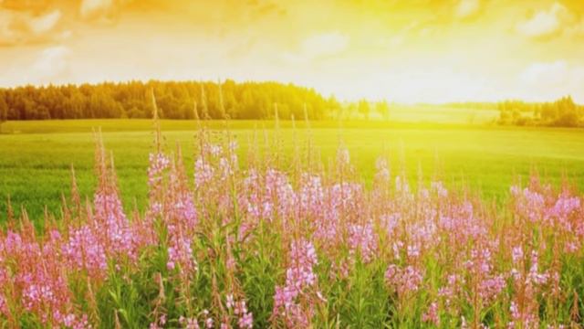 цветочки на поле закат как прекрасно смотреть онлайн