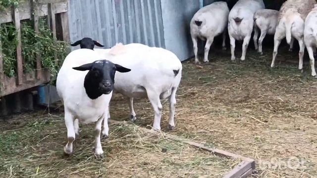 Порода Дорпер смотреть онлайн