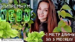 Я В ШОКЕ! ? Мой ЭПИПРЕМНУМ НЕОН вырос на МЕТР за 3 МЕСЯЦА! Пересадка, уход, полив, удобрение ?