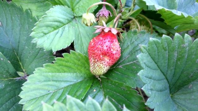 Клубника в середине июня смотреть онлайн