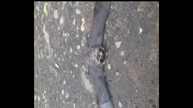 Летучая мышь сорвалась смотреть онлайн