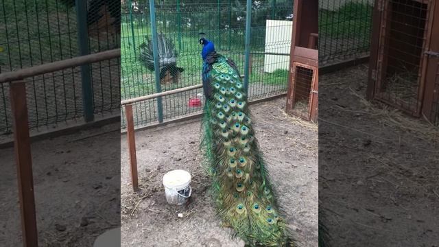 Один день на ферме мини-лошадок! Приглашаем на экскурсии, ваши дети останутся довольны!))) смотреть онлайн