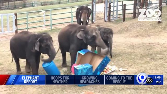 Rosamond Gifford Zoo ranked on list of 10 worst zoos for elephants смотреть онлайн