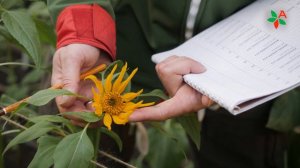 Гибрид подсолнечника #ЭКСЕЛЕНТ от компании #АГРОПЛАЗМА