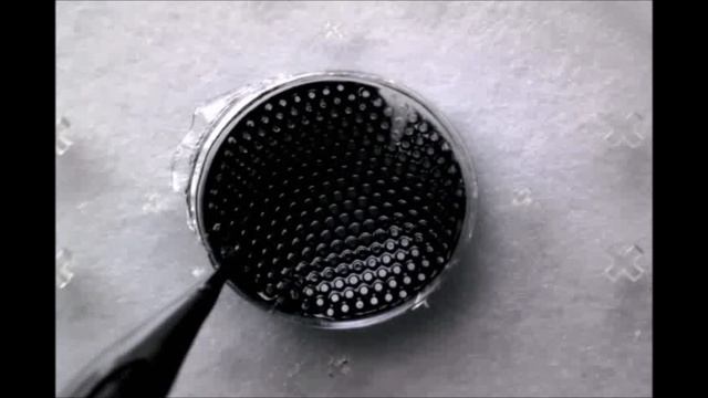 Xenos peckii vision inspires an ultrathin digital camera смотреть онлайн