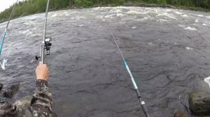 ГОРБУША ДЕЛО КЛЁВОЕ   2 ДЕНЬ